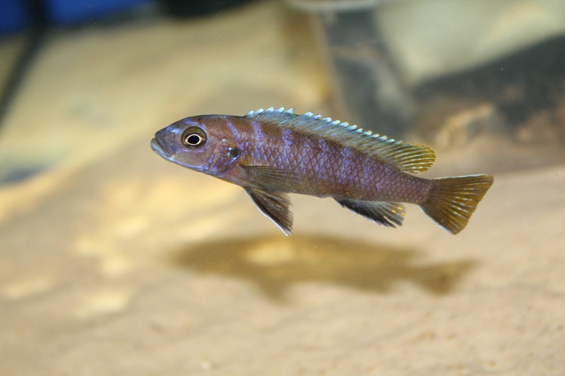 Cynotilapia sp. 'elongatus mbenji blue' Mbenji Island
